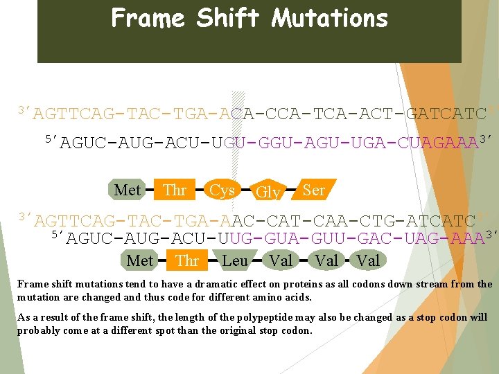 Frame Shift Mutations 3’AGTTCAG-TAC-TGA-ACA-CCA-TCA-ACT-GATCATC 5’ 5’AGUC-AUG-ACU-UGU-GGU-AGU-UGA-CUAGAAA 3’ Met Thr Cys Gly Ser 3’AGTTCAG-TAC-TGA-AAC-CAT-CAA-CTG-ATCATC 5’