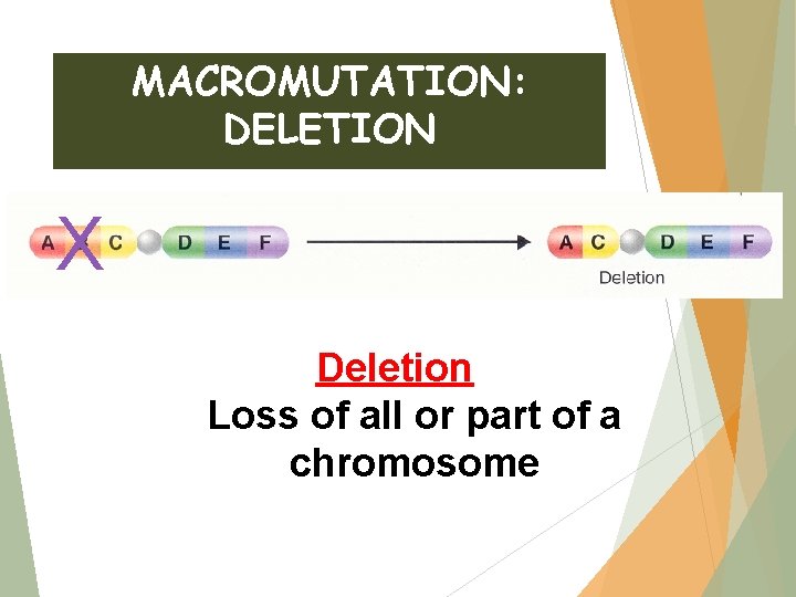 MACROMUTATION: DELETION X Deletion Loss of all or part of a chromosome 