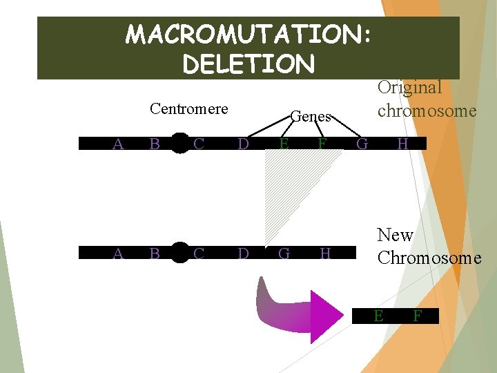 MACROMUTATION: DELETION Centromere A A B B C C Genes D D E G