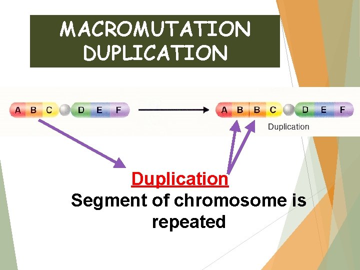 MACROMUTATION DUPLICATION Duplication Segment of chromosome is repeated 