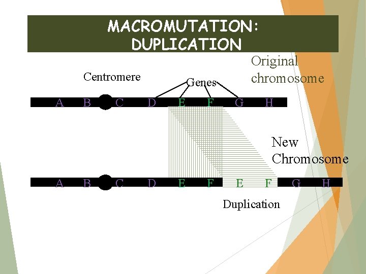 MACROMUTATION: DUPLICATION Centromere A B C Original chromosome Genes D E F G H
