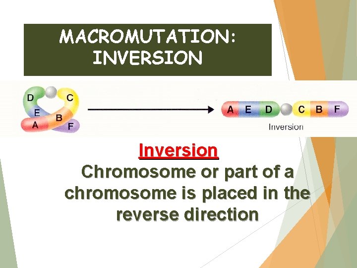 MACROMUTATION: INVERSION Inversion Chromosome or part of a chromosome is placed in the reverse