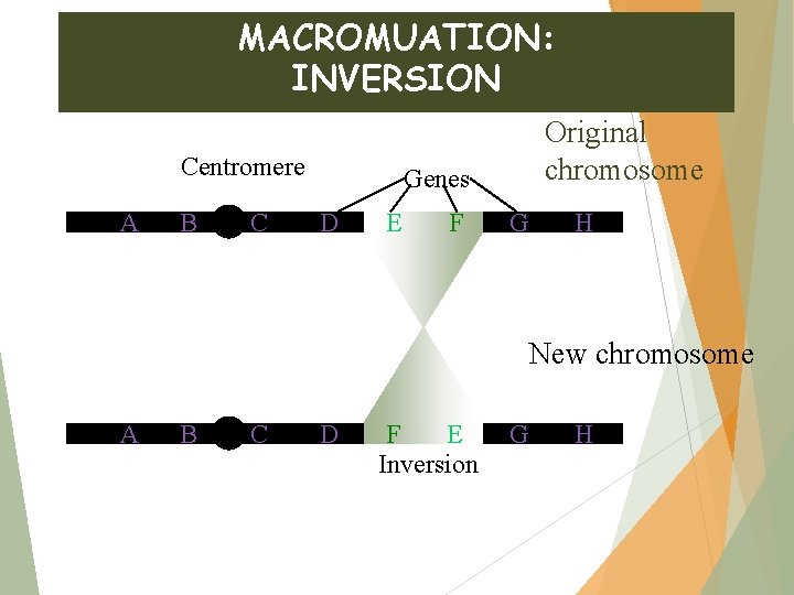 MACROMUATION: INVERSION Centromere A B C Original chromosome Genes D E F G H