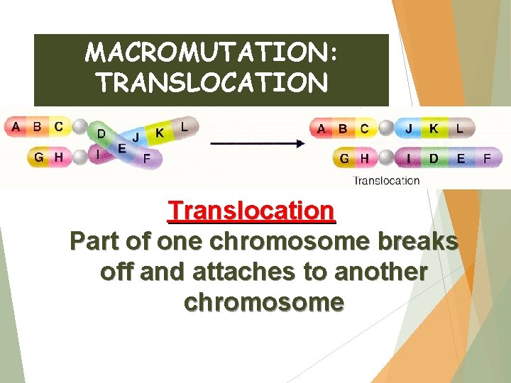 MACROMUTATION: TRANSLOCATION Translocation Part of one chromosome breaks off and attaches to another chromosome