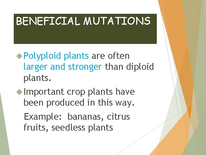 BENEFICIAL MUTATIONS Polyploid plants are often larger and stronger than diploid plants. Important crop