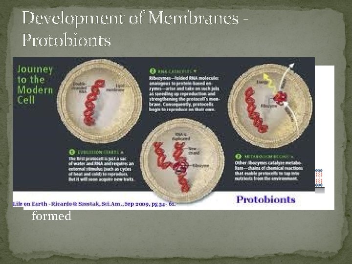 Development of Membranes Protobionts �Membranes were needed to separate the external environment from the