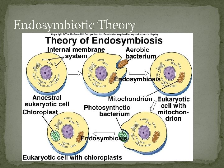 Endosymbiotic Theory 