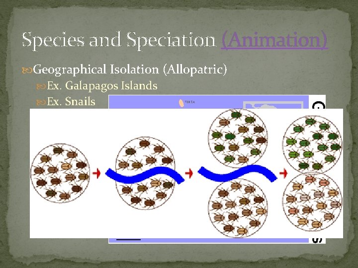 Species and Speciation (Animation) Geographical Isolation (Allopatric) Ex. Galapagos Islands Ex. Snails Lizards 