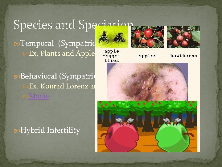 Species and Speciation Temporal (Sympatric) Ex. Plants and Apple Maggot Fly Behavioral (Sympatric) Ex.