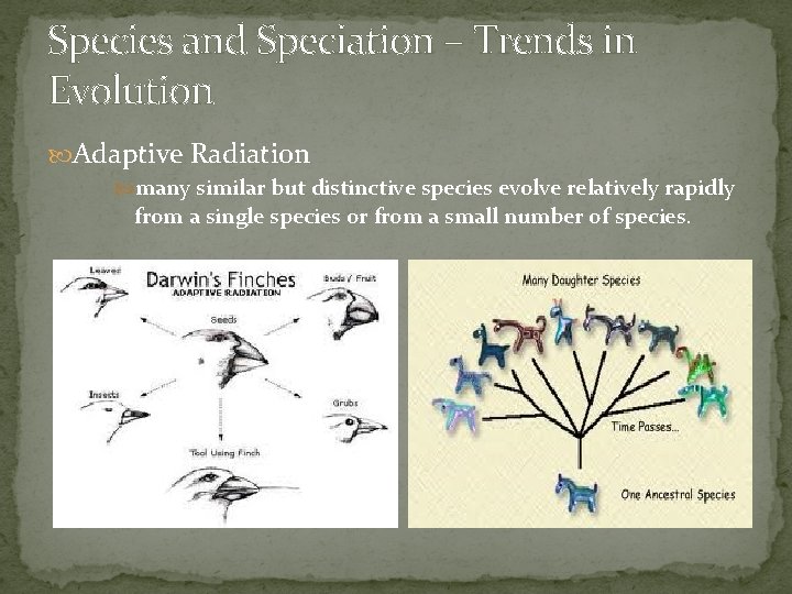 Species and Speciation – Trends in Evolution Adaptive Radiation many similar but distinctive species