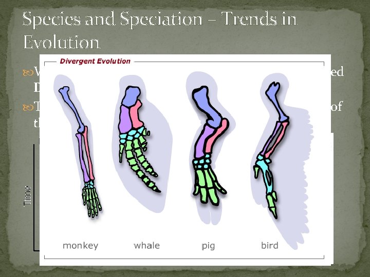 Species and Speciation – Trends in Evolution When the species evolves different ways, this