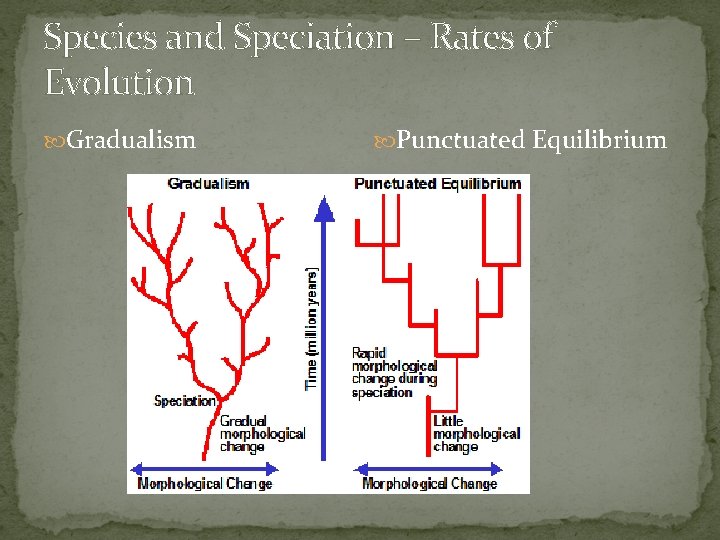 Species and Speciation – Rates of Evolution Gradualism Punctuated Equilibrium 