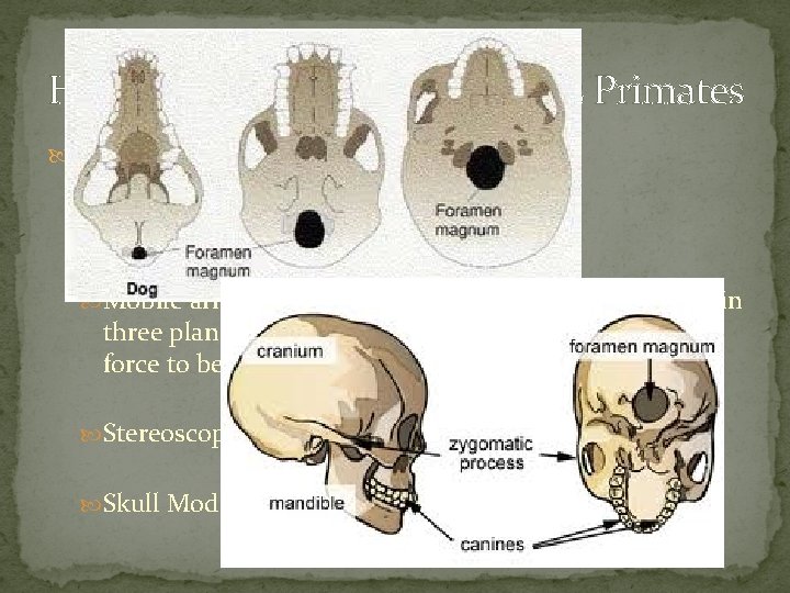 Human Evolution – Humans as Primates What defines humans as primates? Opposable Thumbs for