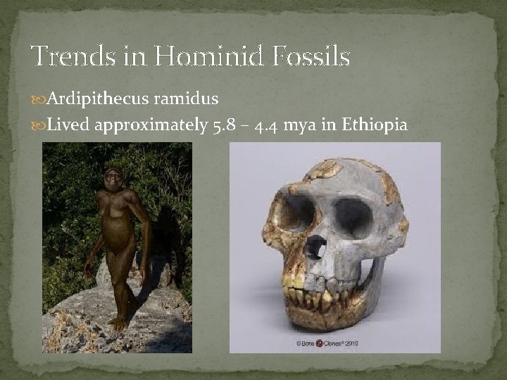 Trends in Hominid Fossils Ardipithecus ramidus Lived approximately 5. 8 – 4. 4 mya