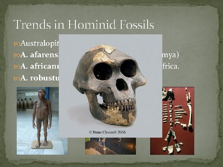 Trends in Hominid Fossils Australopithecines A. afarensis from the Afar desert (4 -2. 8