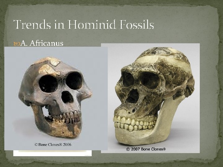 Trends in Hominid Fossils A. Africanus 