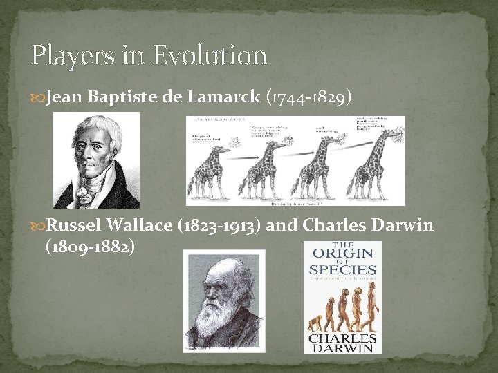 Players in Evolution Jean Baptiste de Lamarck (1744 -1829) Russel Wallace (1823 -1913) and