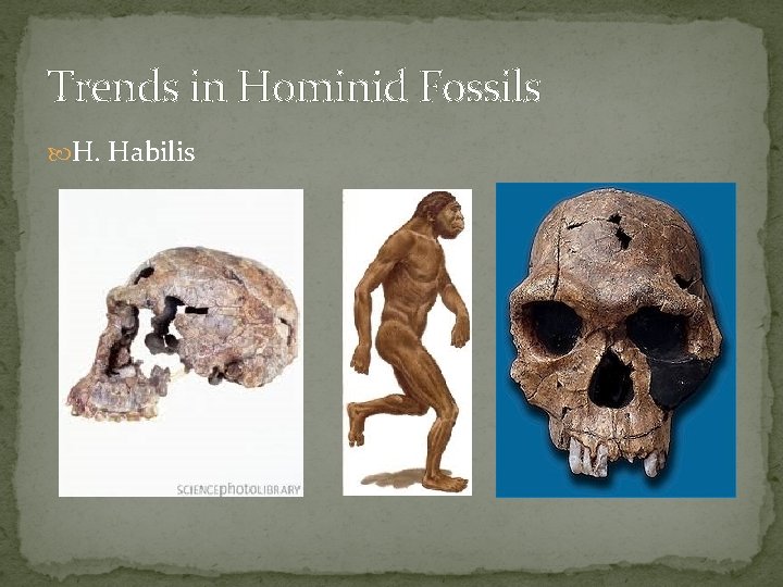 Trends in Hominid Fossils H. Habilis 