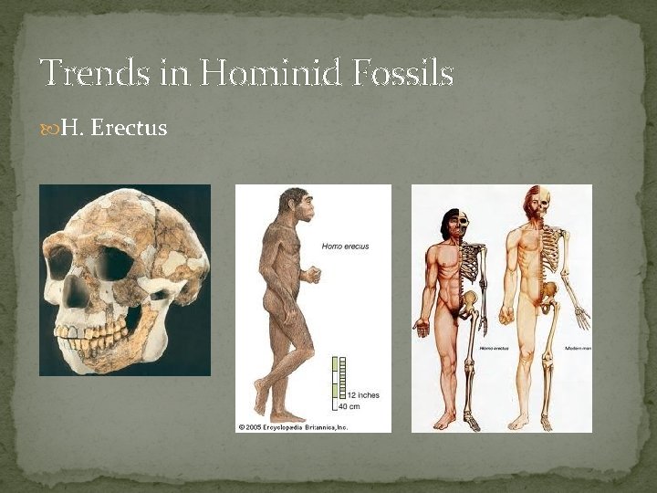 Trends in Hominid Fossils H. Erectus 