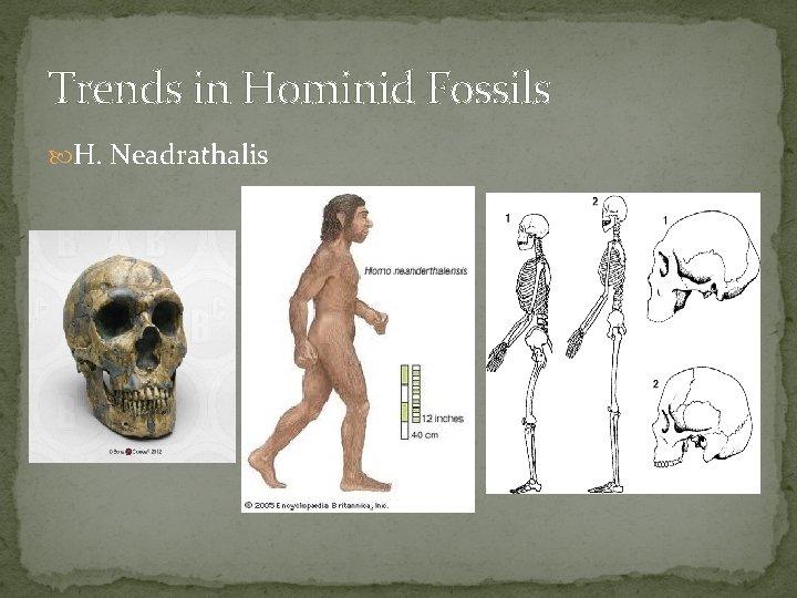 Trends in Hominid Fossils H. Neadrathalis 
