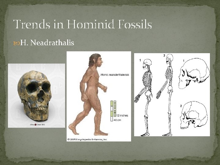 Trends in Hominid Fossils H. Neadrathalis 