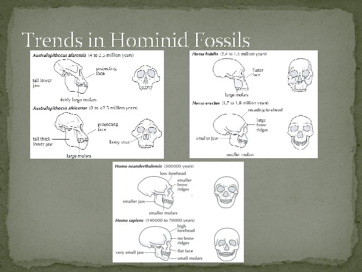 Trends in Hominid Fossils 