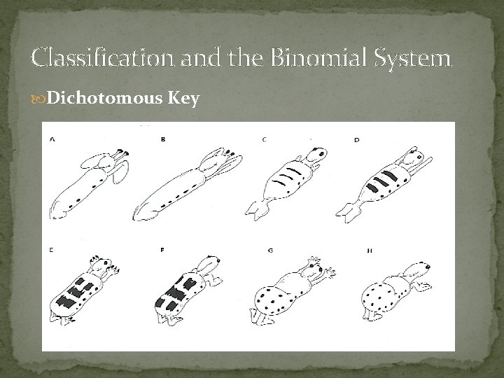 Classification and the Binomial System Dichotomous Key 