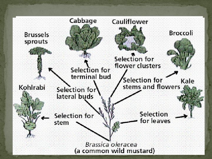 Evidence for Natural Selection Fossil Records Artificial Selection Homologous Structures 