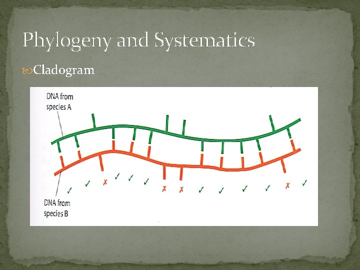 Phylogeny and Systematics Cladogram 