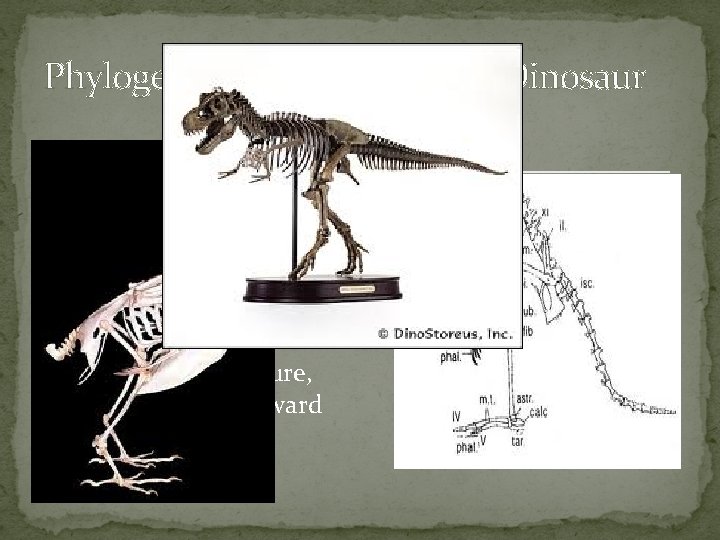 Phylogeny and Systematics - Dinosaur Birds Reptiles Fused clavicle Shoulder girdle (wishbone) Flexible wrists