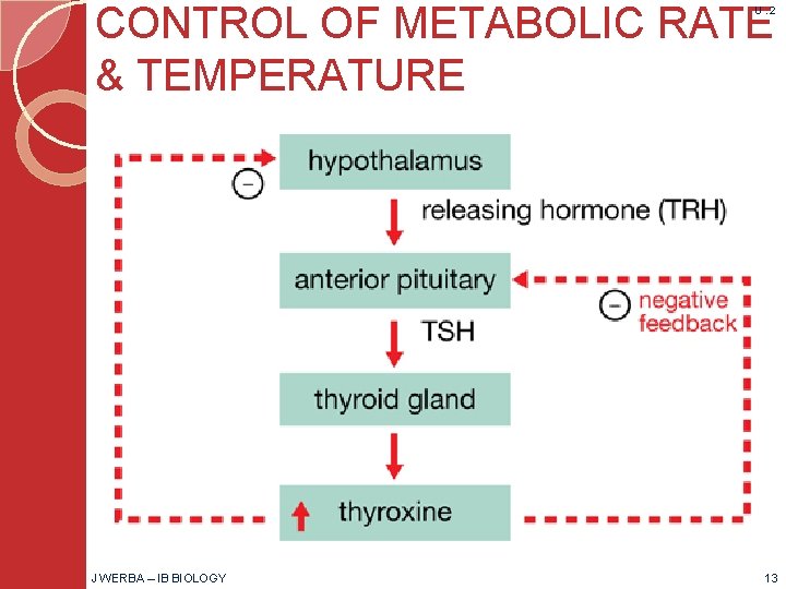 CONTROL OF METABOLIC RATE & TEMPERATURE U. 2 J WERBA – IB BIOLOGY 13