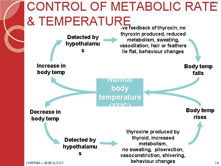 CONTROL OF METABOLIC RATE & TEMPERATURE U. 2 Detected by hypothalamu s Increase in