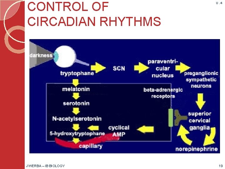 CONTROL OF CIRCADIAN RHYTHMS J WERBA – IB BIOLOGY U. 4 19 