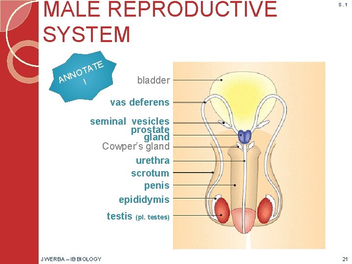 MALE REPRODUCTIVE SYSTEM E T A OT N N A ! S. 1 bladder