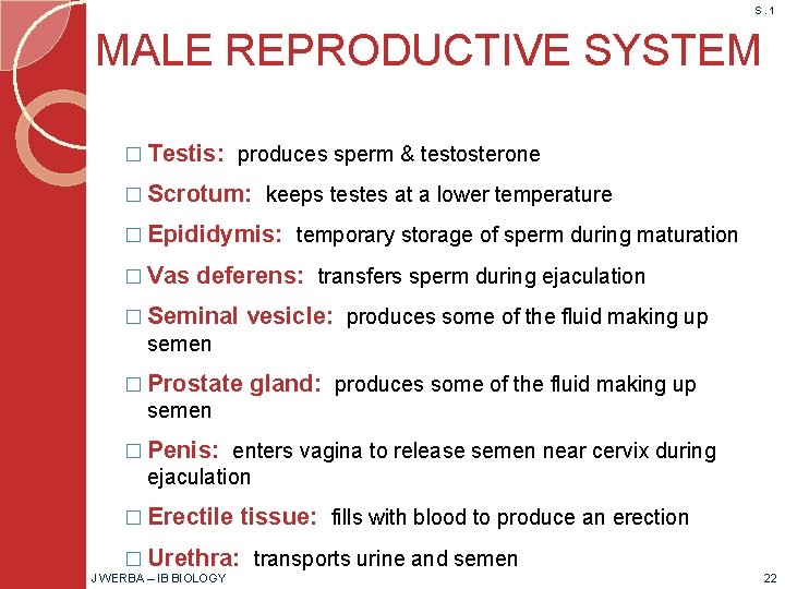 S. 1 MALE REPRODUCTIVE SYSTEM � Testis: produces sperm & testosterone � Scrotum: keeps