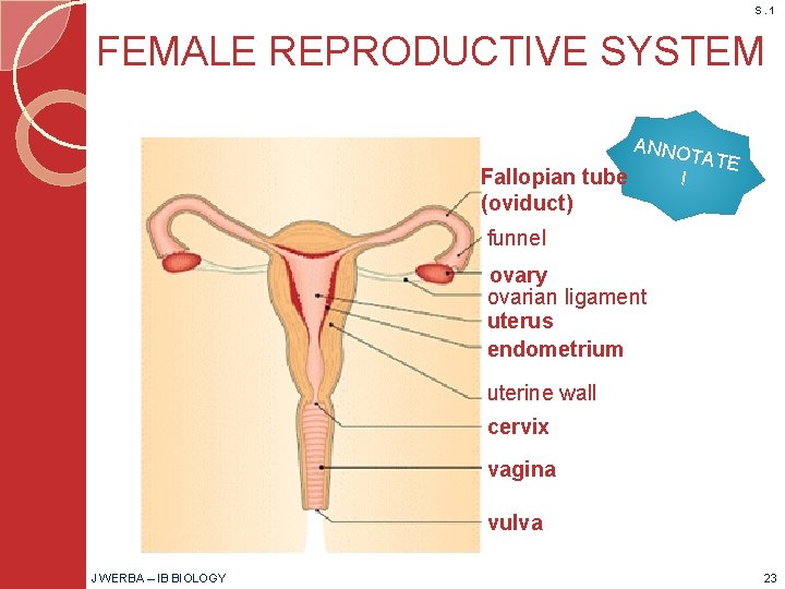 S. 1 FEMALE REPRODUCTIVE SYSTEM ANNO Fallopian tube (oviduct) ! TATE funnel ovary ovarian