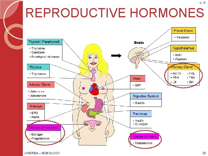 U. 5 REPRODUCTIVE HORMONES J WERBA – IB BIOLOGY 25 