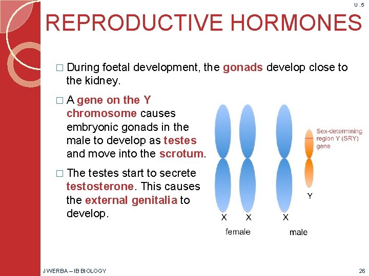 U. 5 REPRODUCTIVE HORMONES � During foetal development, the gonads develop close to the