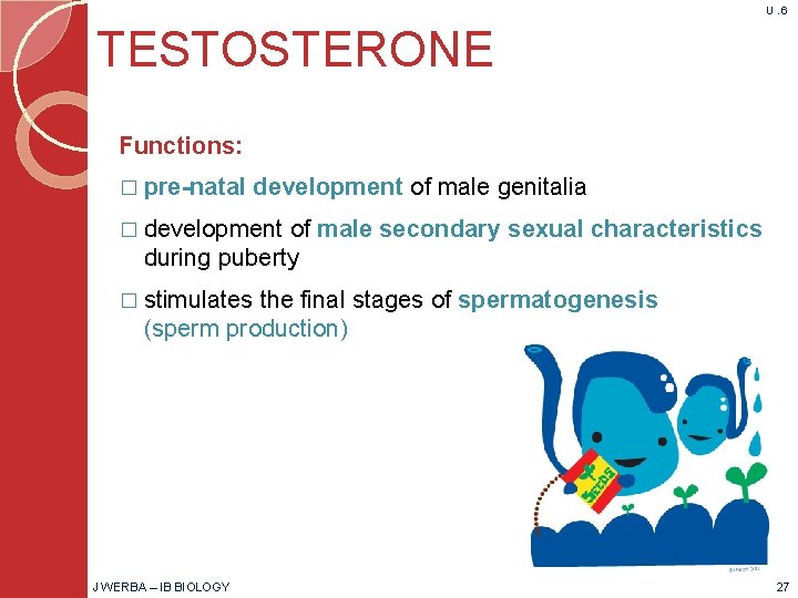 U. 6 TESTOSTERONE Functions: � pre-natal development of male genitalia � development of male