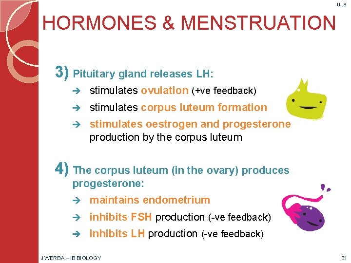 U. 8 HORMONES & MENSTRUATION 3) Pituitary gland releases LH: stimulates ovulation (+ve feedback)