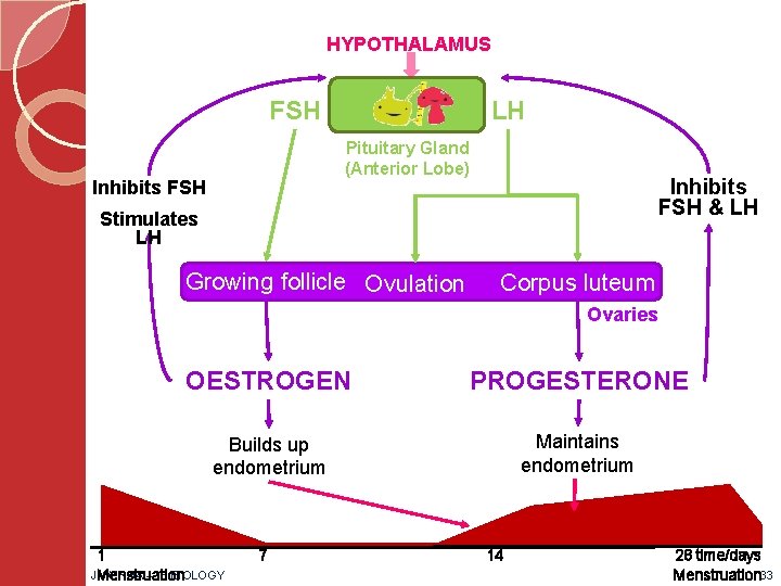 HYPOTHALAMUS FSH LH Pituitary Gland (Anterior Lobe) Inhibits FSH & LH Stimulates LH Growing