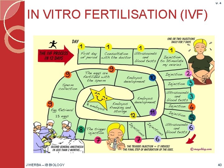 U. 4 IN VITRO FERTILISATION (IVF) J WERBA – IB BIOLOGY 40 