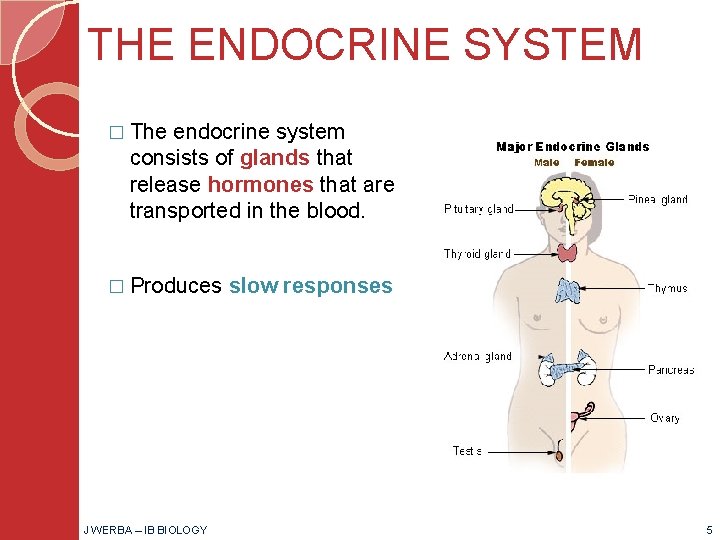 THE ENDOCRINE SYSTEM � The endocrine system consists of glands that release hormones that