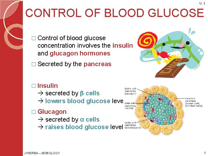 U. 1 CONTROL OF BLOOD GLUCOSE � Control of blood glucose concentration involves the