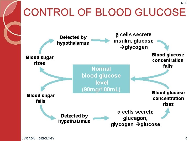 U. 1 CONTROL OF BLOOD GLUCOSE Detected by hypothalamus Blood sugar rises Normal blood