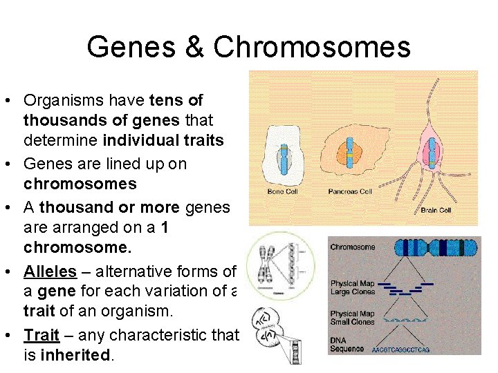 Genes & Chromosomes • Organisms have tens of thousands of genes that determine individual
