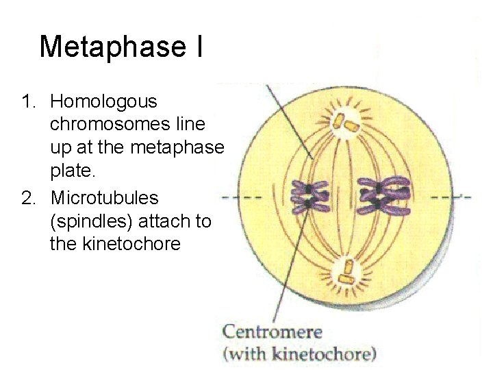 Metaphase I 1. Homologous chromosomes line up at the metaphase plate. 2. Microtubules (spindles)