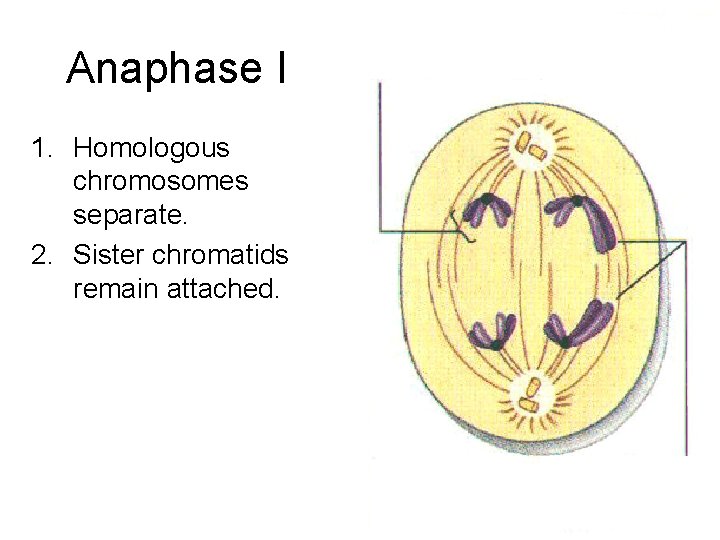 Anaphase I 1. Homologous chromosomes separate. 2. Sister chromatids remain attached. 