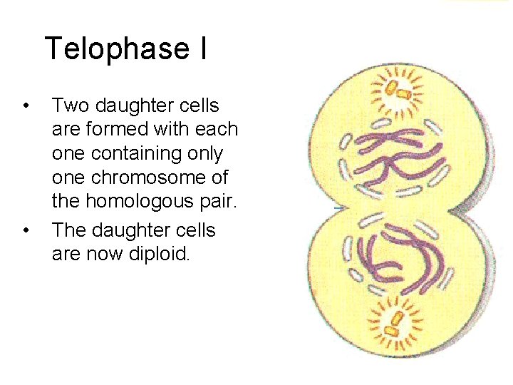 Telophase I • • Two daughter cells are formed with each one containing only
