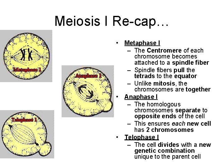 Meiosis I Re-cap… • Metaphase I – The Centromere of each chromosome becomes attached